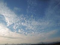 �H���ꂪ����